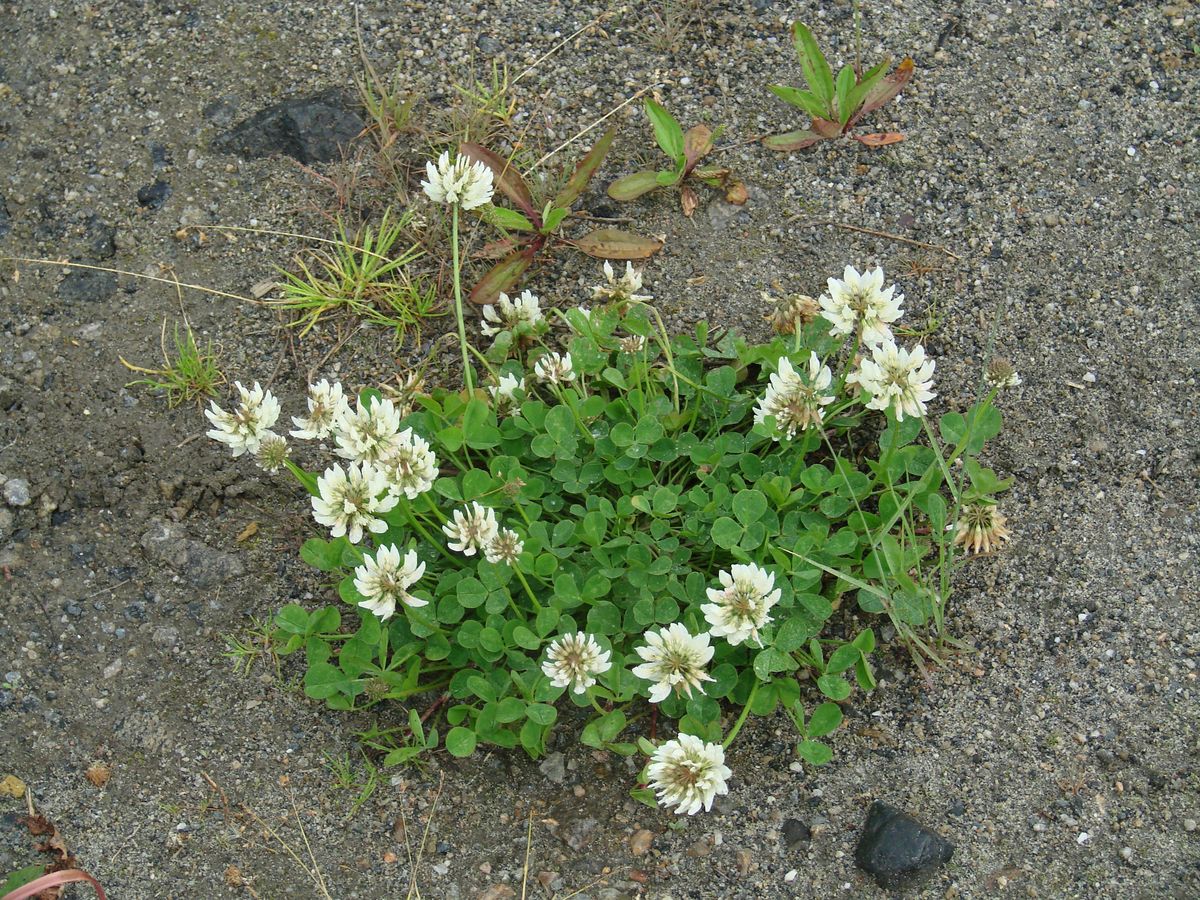 Image of Trifolium repens specimen.