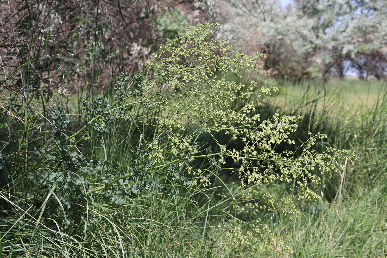 Image of Thalictrum minus specimen.