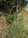 Spartium junceum. Верхушки побегов с плодами. Хорватия, Дубровник, гора Srd, травянистый склон с одиночными кустарниками. 28 августа 2010 г.