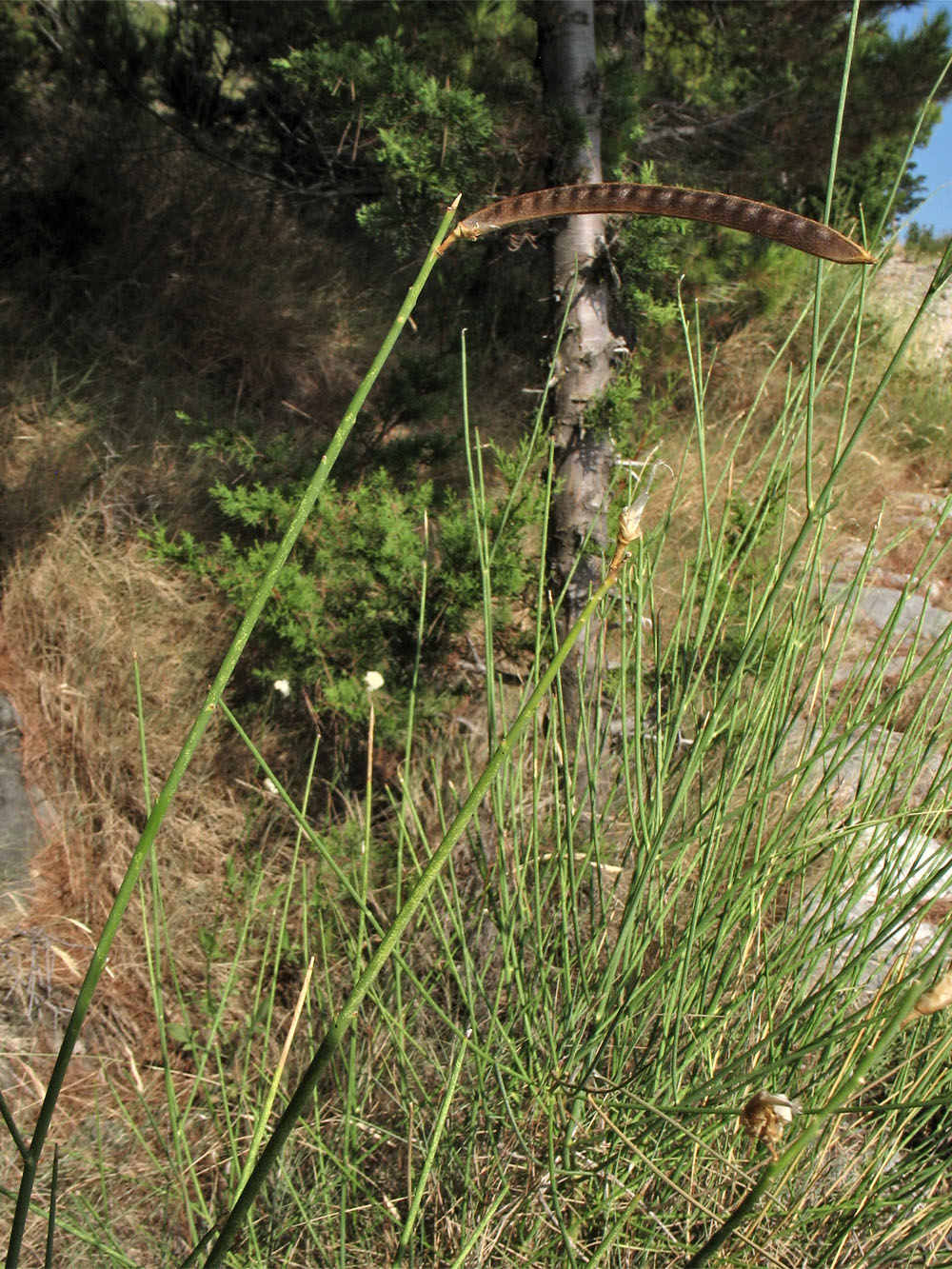 Image of Spartium junceum specimen.