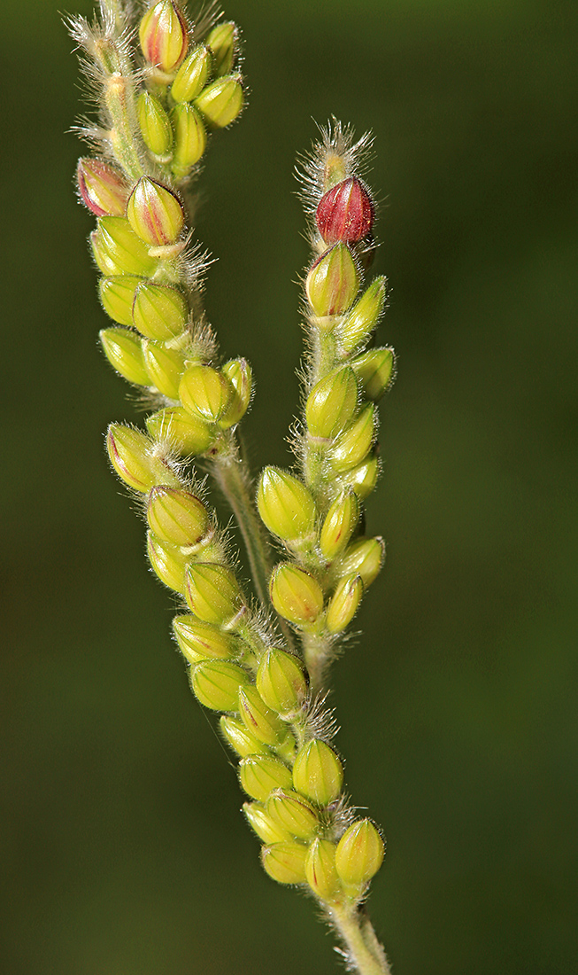 Изображение особи Eriochloa villosa.