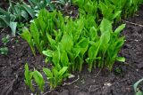 Hosta albomarginata