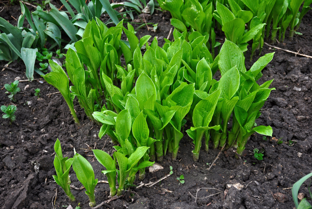 Изображение особи Hosta albomarginata.