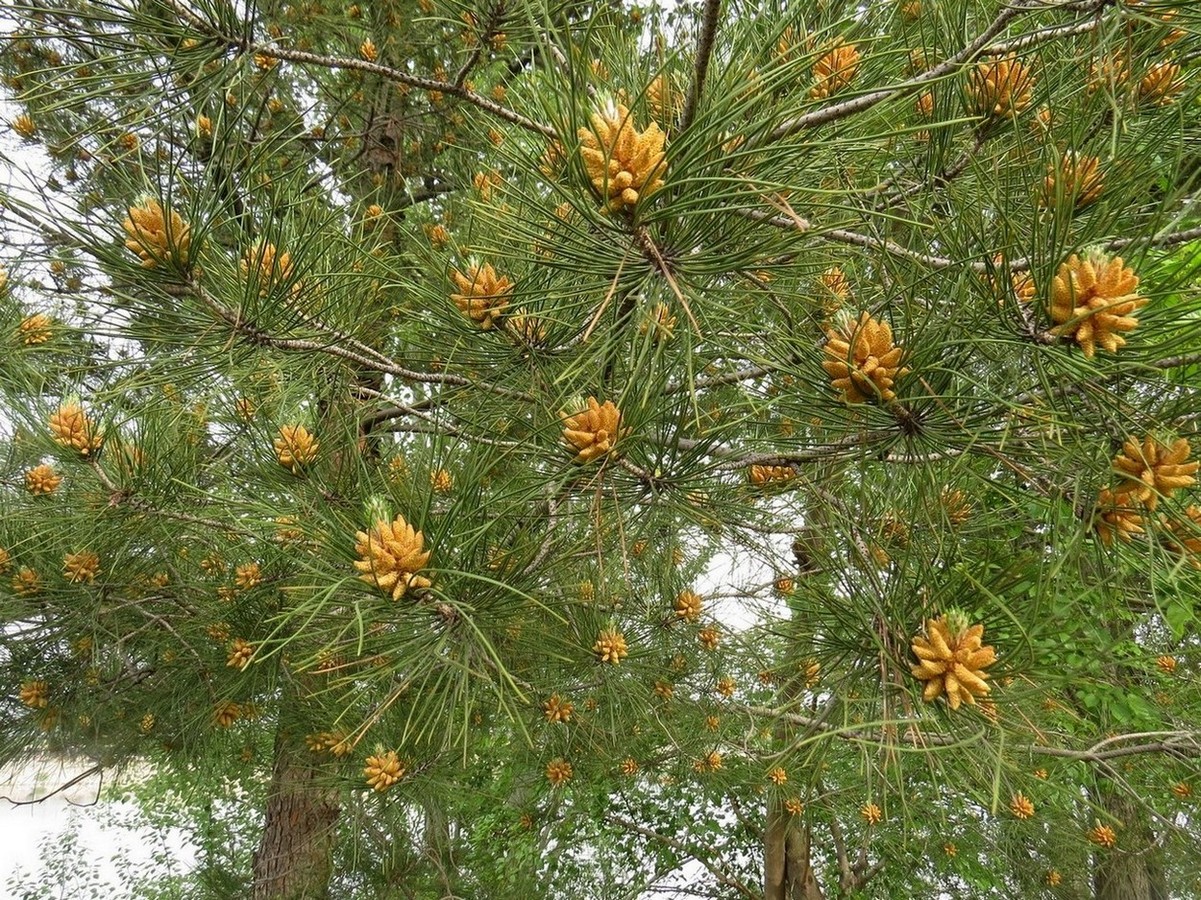 Изображение особи Pinus brutia.