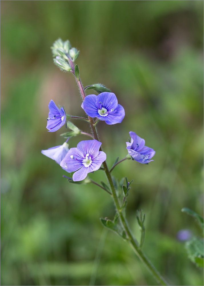 Image of Veronica chamaedrys specimen.