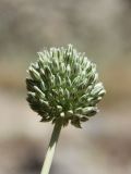 Allium filidens