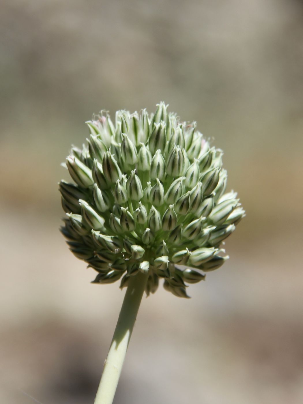 Image of Allium filidens specimen.