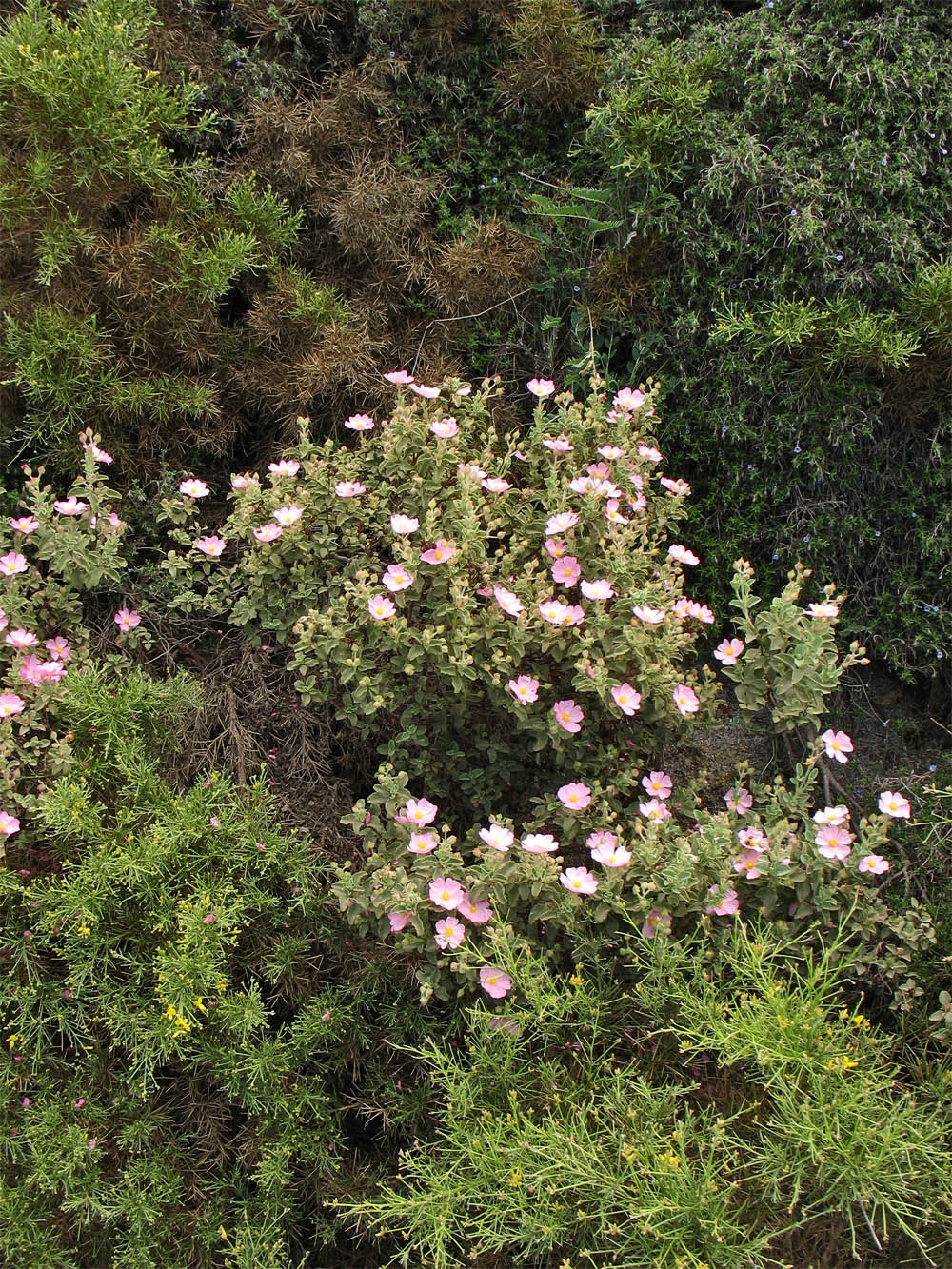 Изображение особи Cistus parviflorus.