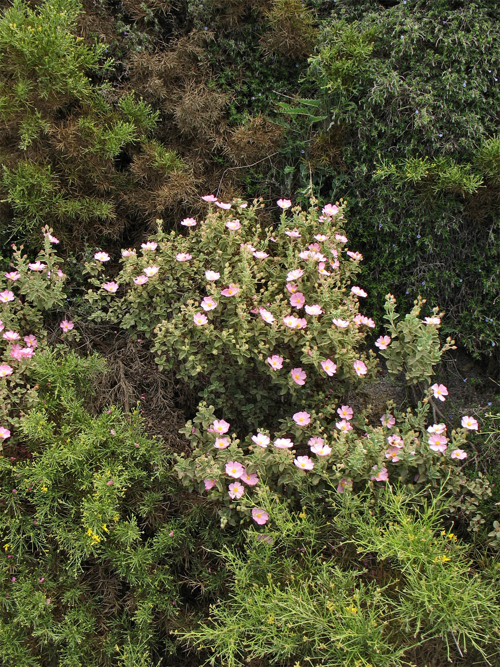 Изображение особи Cistus parviflorus.