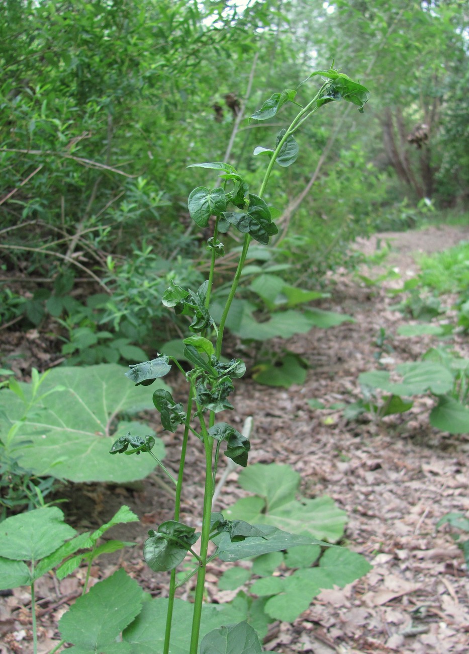 Image of Solanum dulcamara specimen.