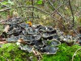 Peltigera horizontalis