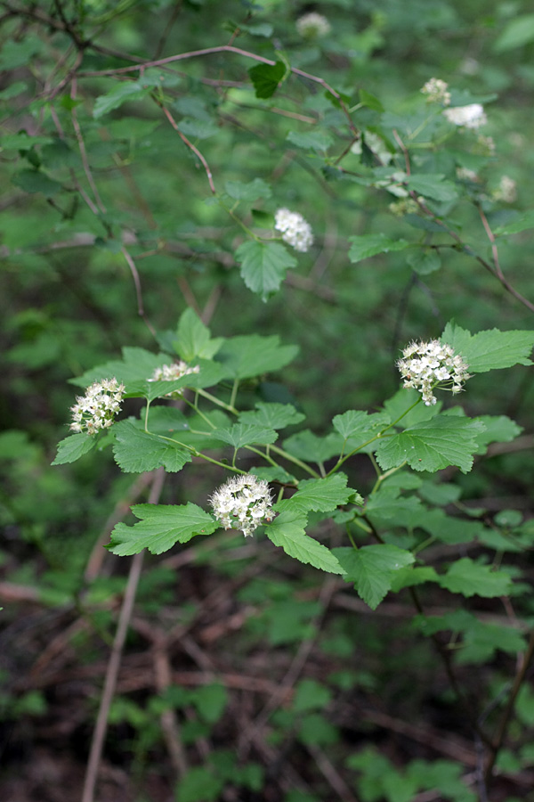 Image of Physocarpus opulifolius specimen.
