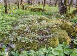 Geranium lucidum