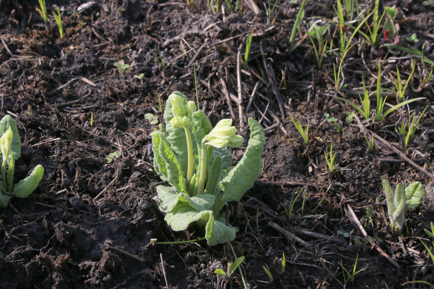 Image of Primula veris specimen.