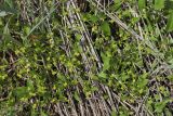 Buschia lateriflora