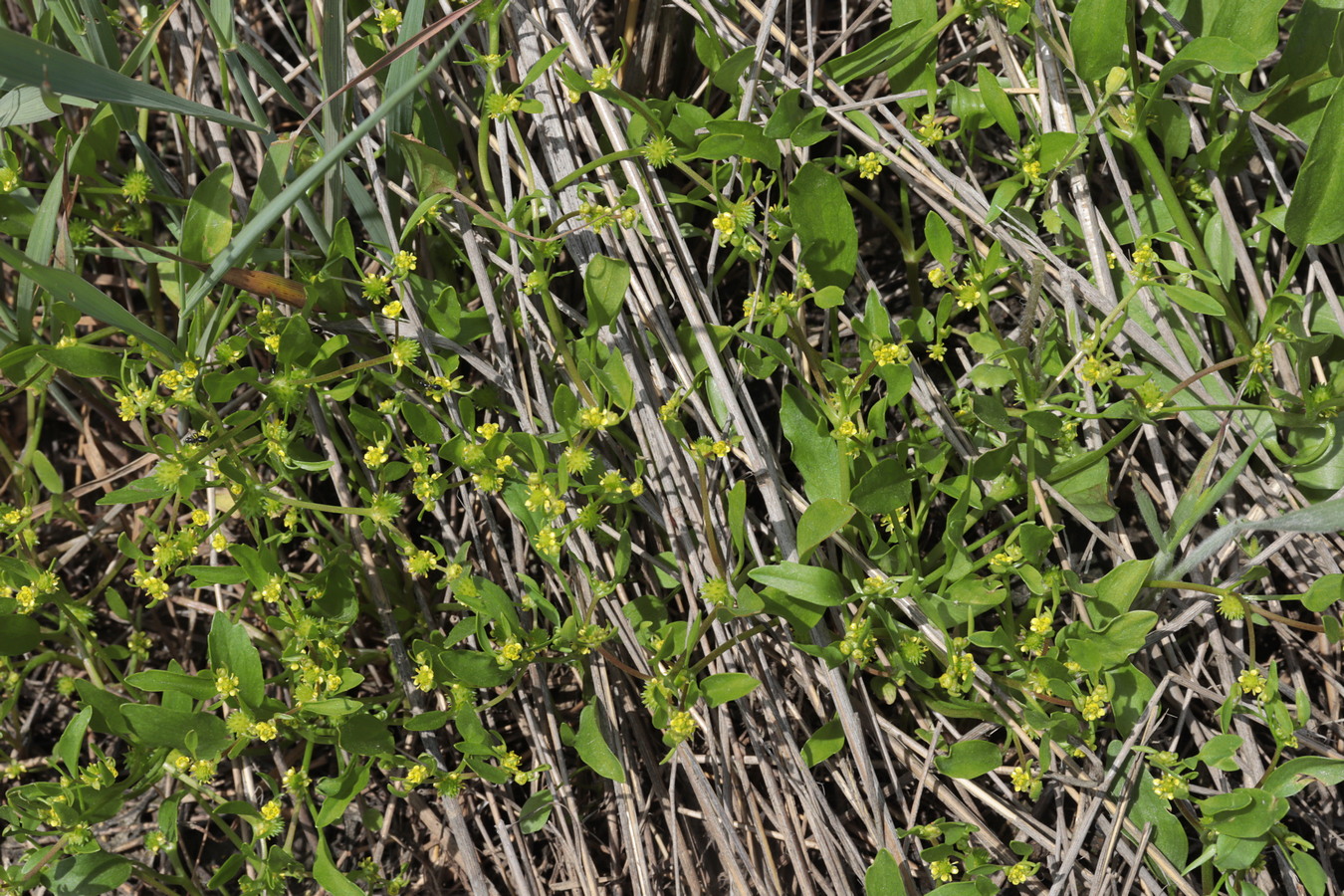 Изображение особи Buschia lateriflora.