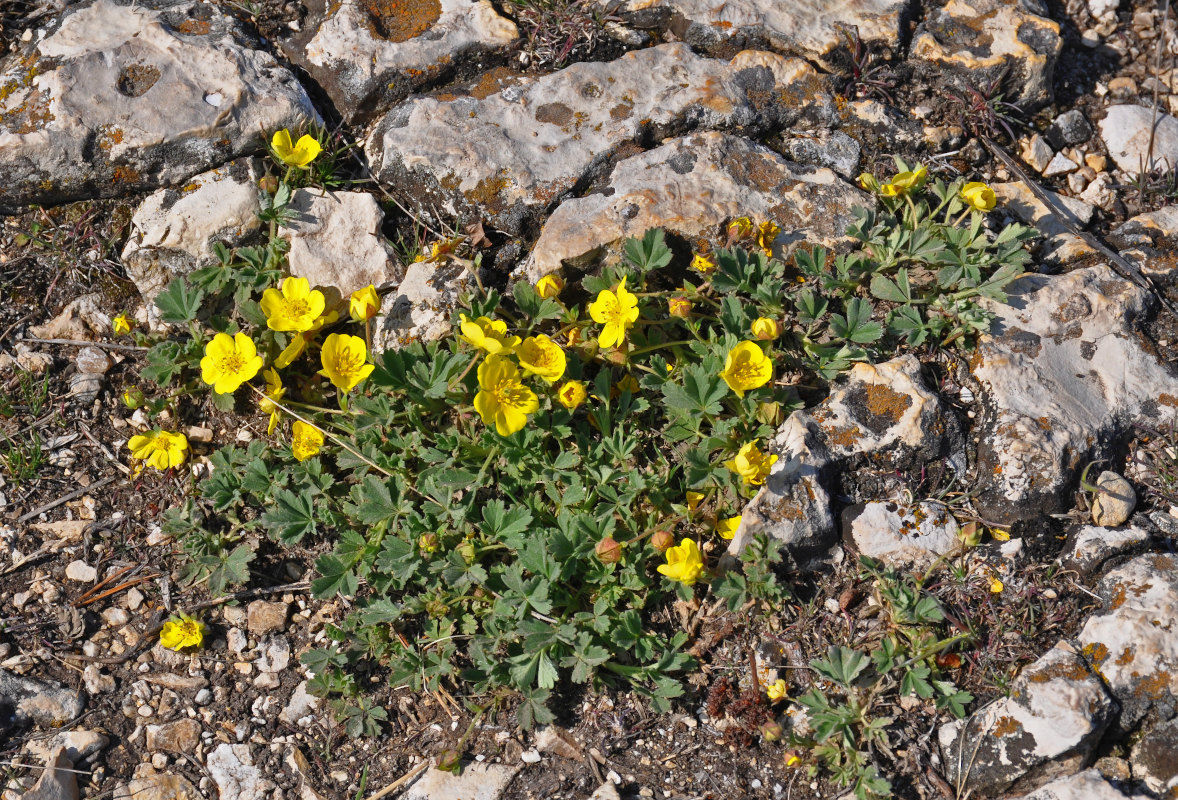 Image of Potentilla incana specimen.