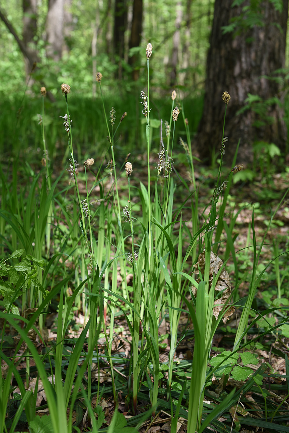 Изображение особи Carex pilosa.