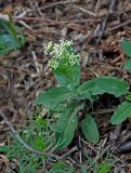 Cardaria draba. Цветущее растение. Астраханская обл., Лиманский р-н, окр. пос. Басинск, берег ильменя Корожий, роща из Elaeagnus angustifolia. 23.04.2021.