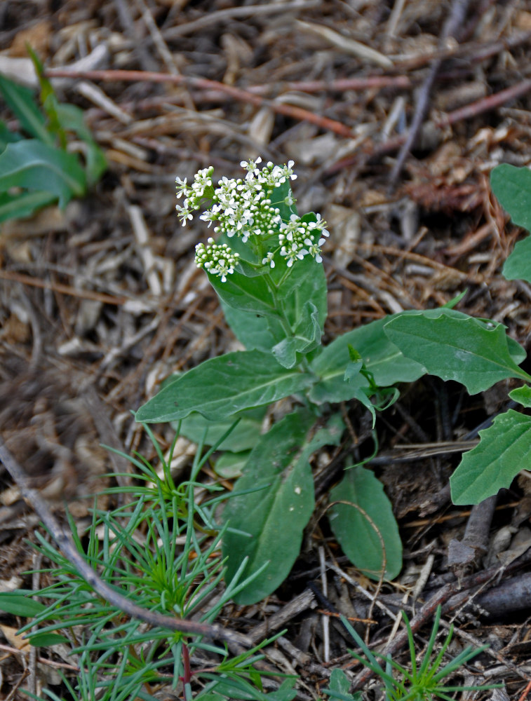 Image of Cardaria draba specimen.