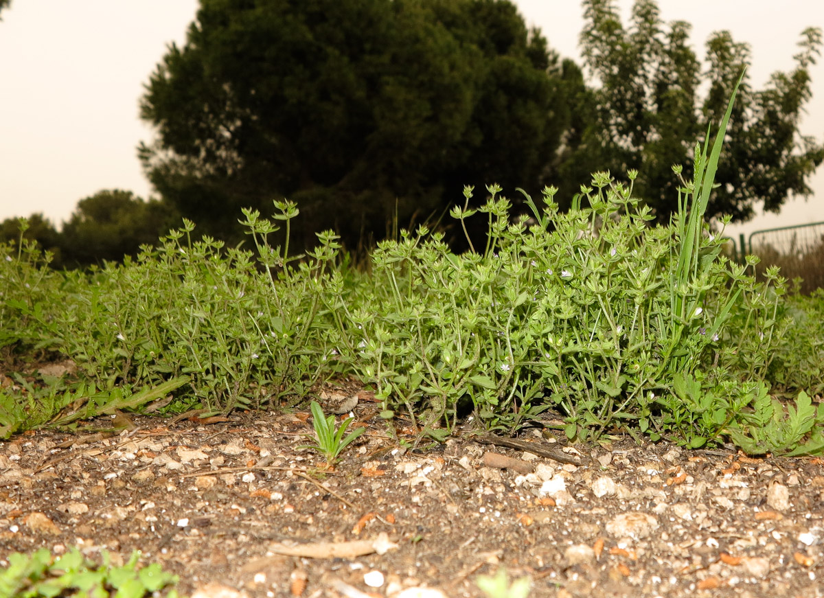 Image of Campanula erinus specimen.