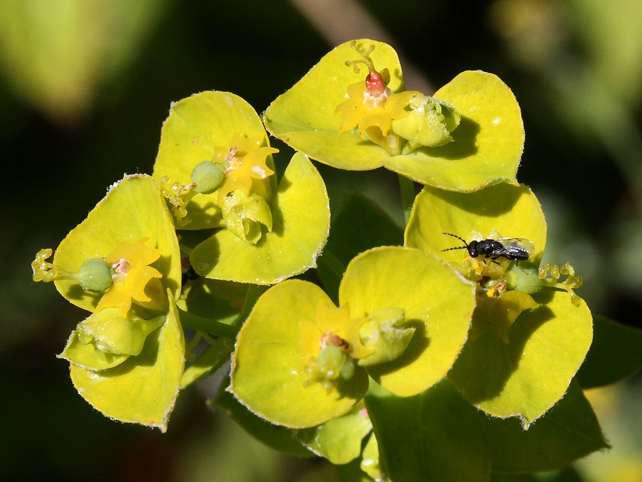 Изображение особи Euphorbia virgata.