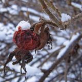 Rosa rugosa. Зрелый высохший плод (характерный внешний вид). Чувашия, г. Шумерля. 30 ноября 2007 г.