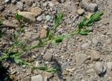 Polygonum neglectum