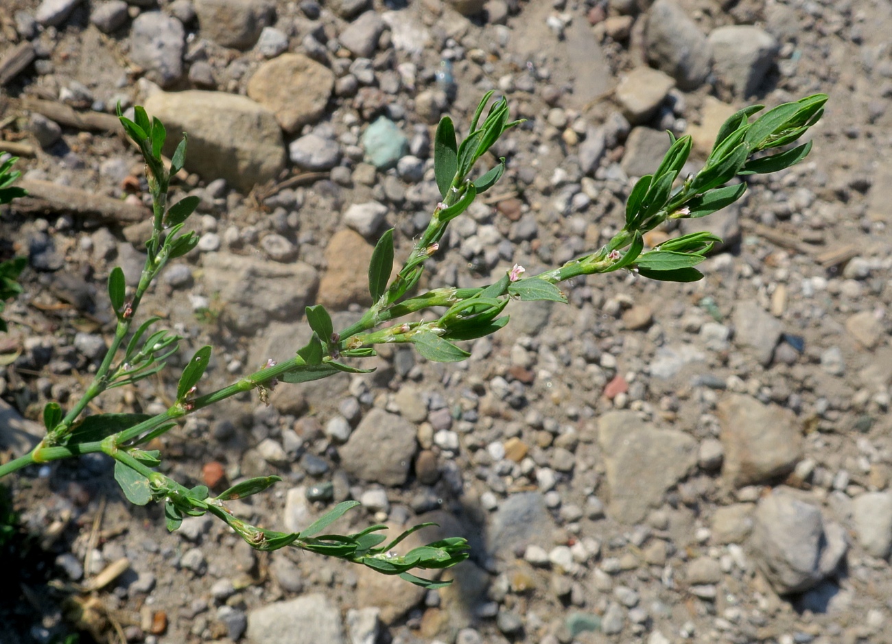 Изображение особи Polygonum neglectum.