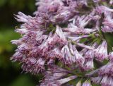 Adenostyles alliariae