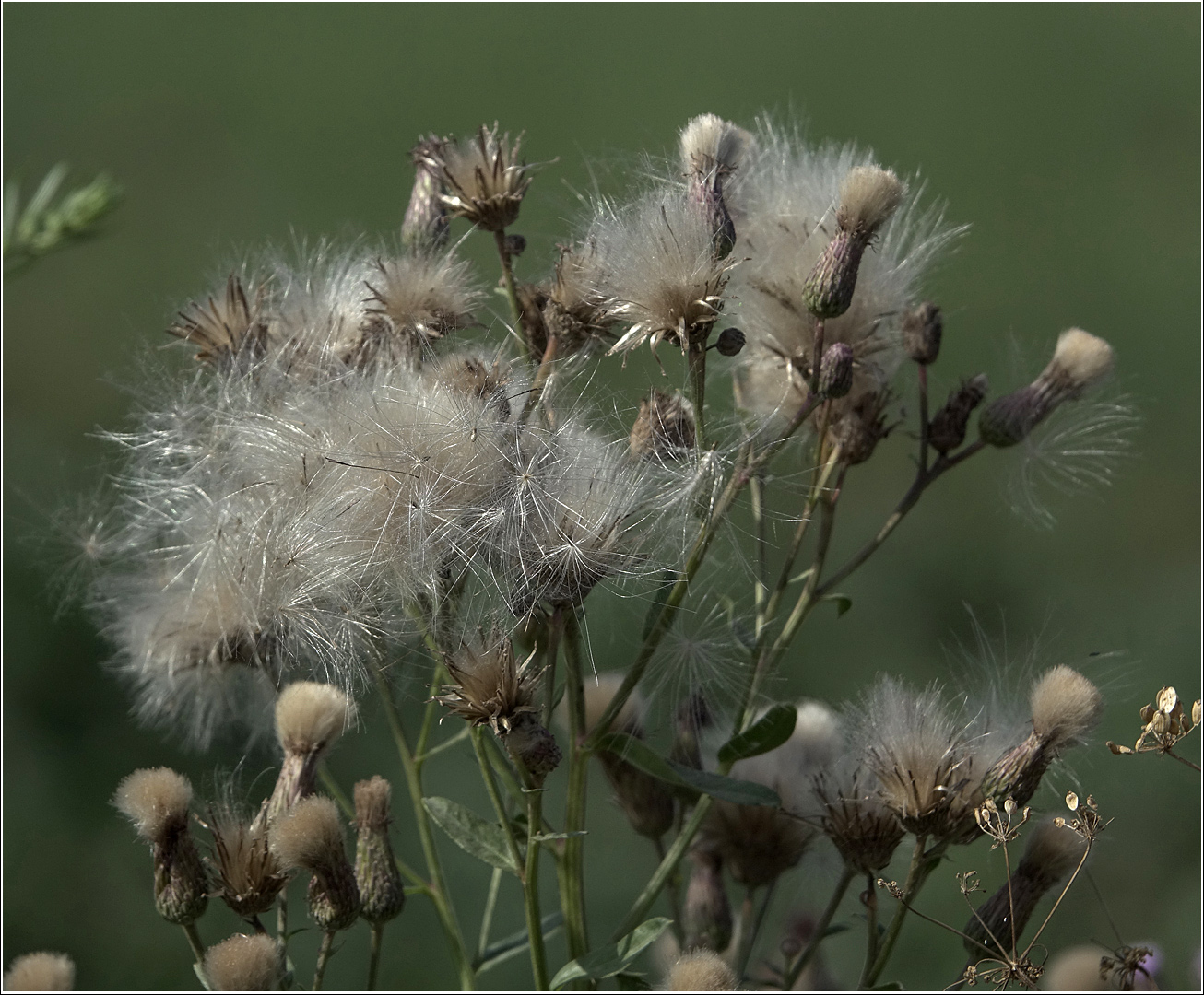 Image of Cirsium setosum specimen.