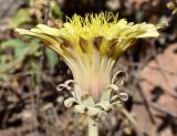 Taraxacum turcomanicum. Соцветие. Узбекистан, Наманганская обл., Кураминский хр., Ангренское плато, каменистый склон между двумя тоннелями пер. Камчик, выс. ок. 2200 м н.у.м. 08.08.2021.