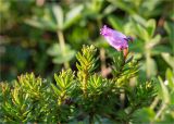 Phyllodoce caerulea. Верхушки побегов, один - с цветком. Мурманская обл., п-в Рыбачий, пологий склон небольшой сопки вблизи м. Коровий, ~100 м н.у.м., каменистая воронично-кустарниковая тундра. 28.07.2020.