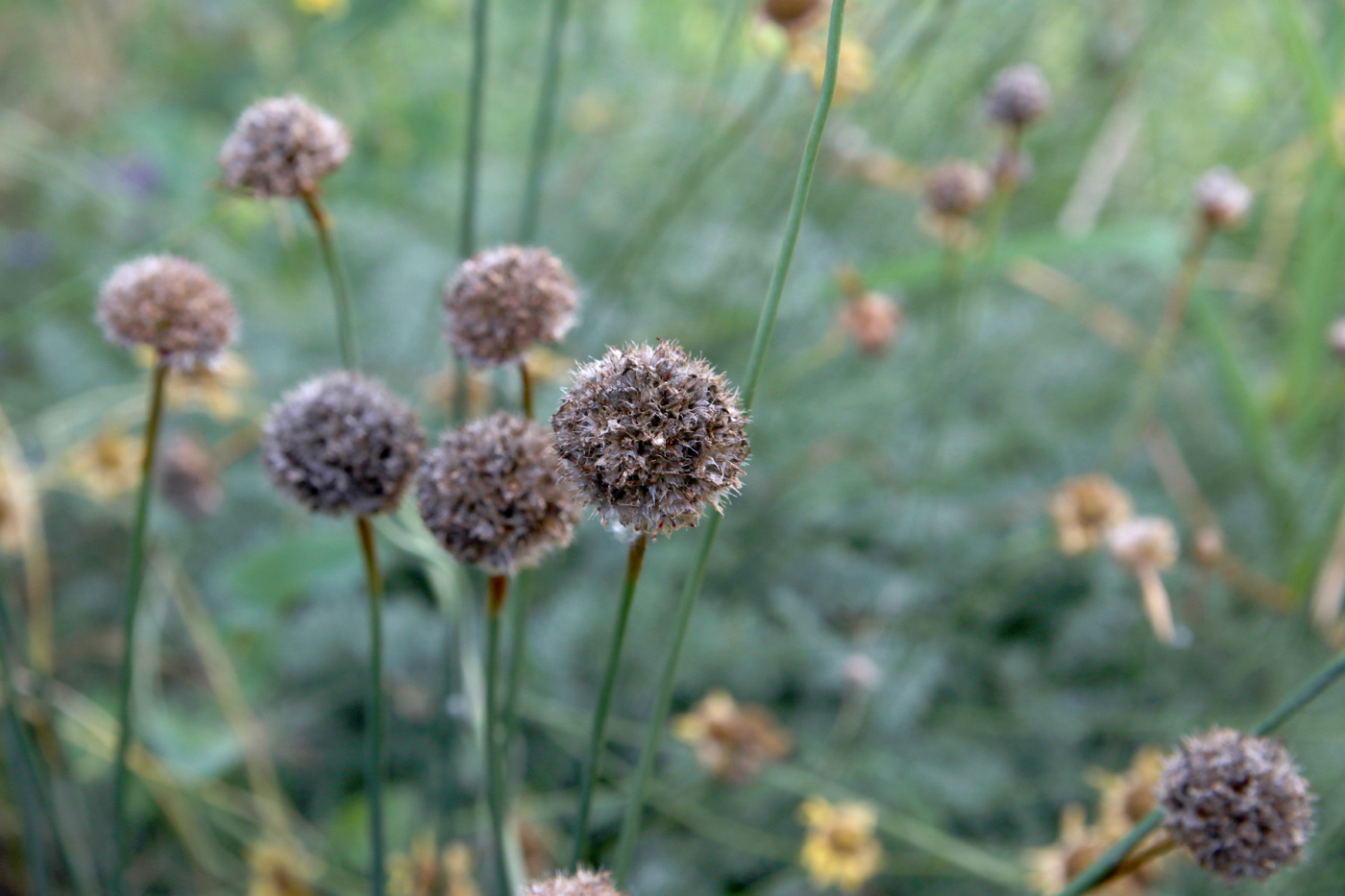 Image of Armeria pseudarmeria specimen.