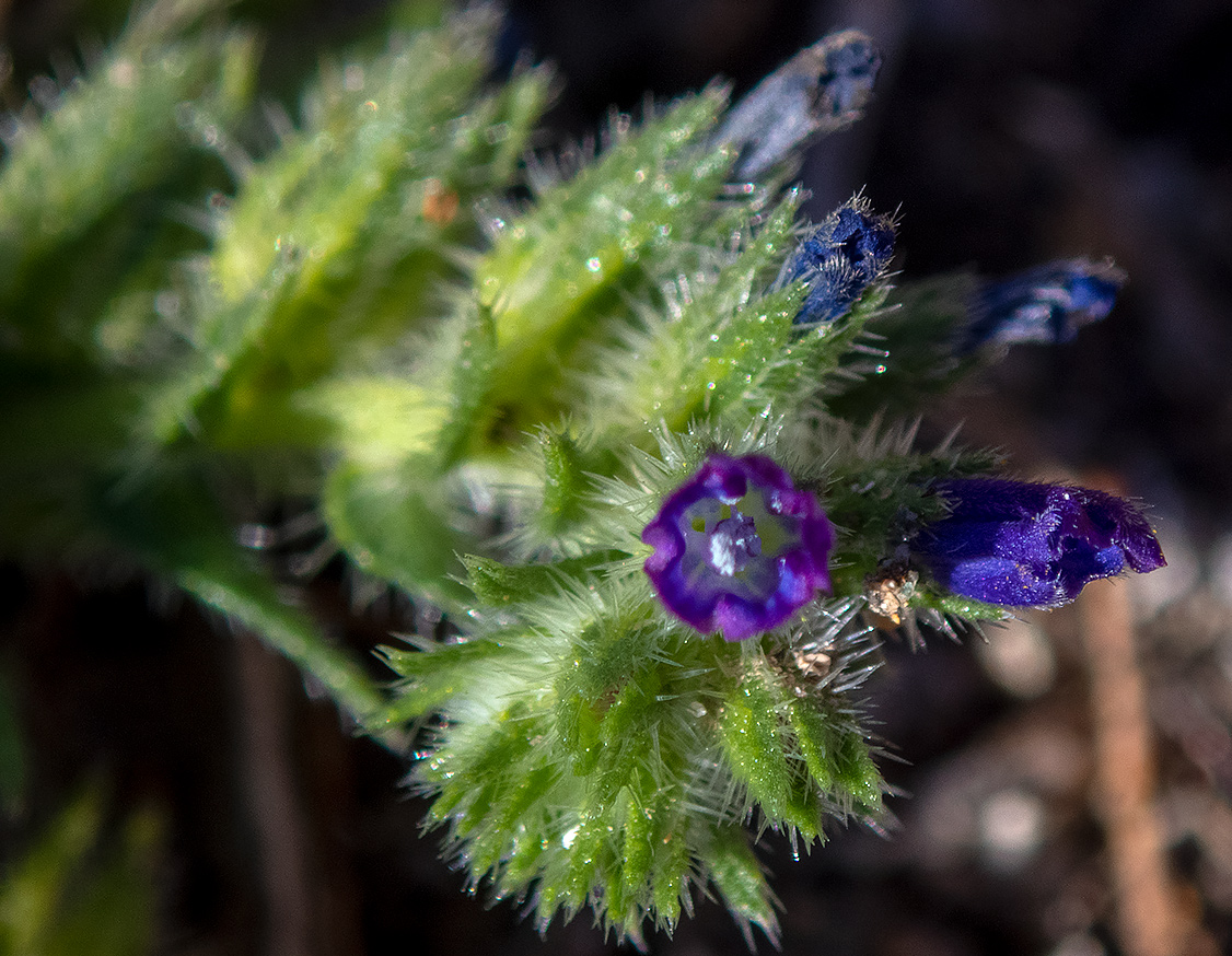 Image of Echium arenarium specimen.