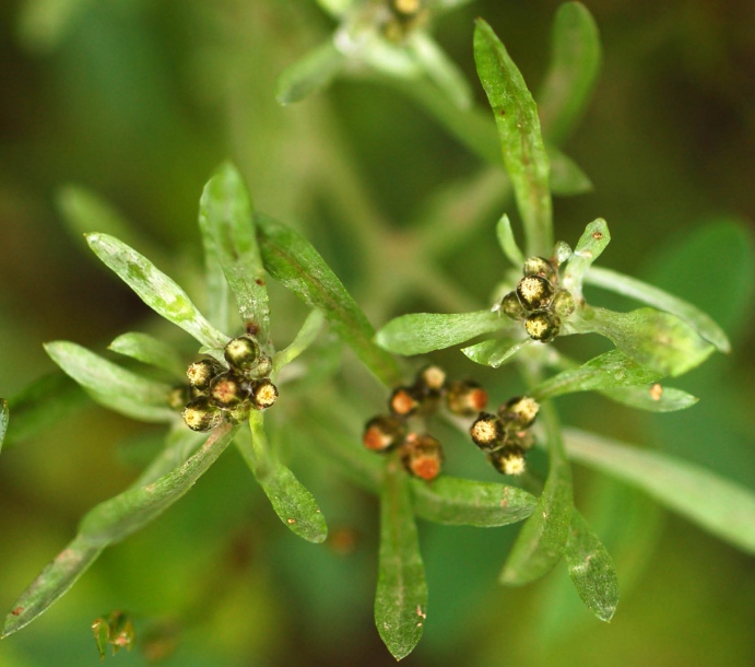 Image of Gnaphalium uliginosum specimen.