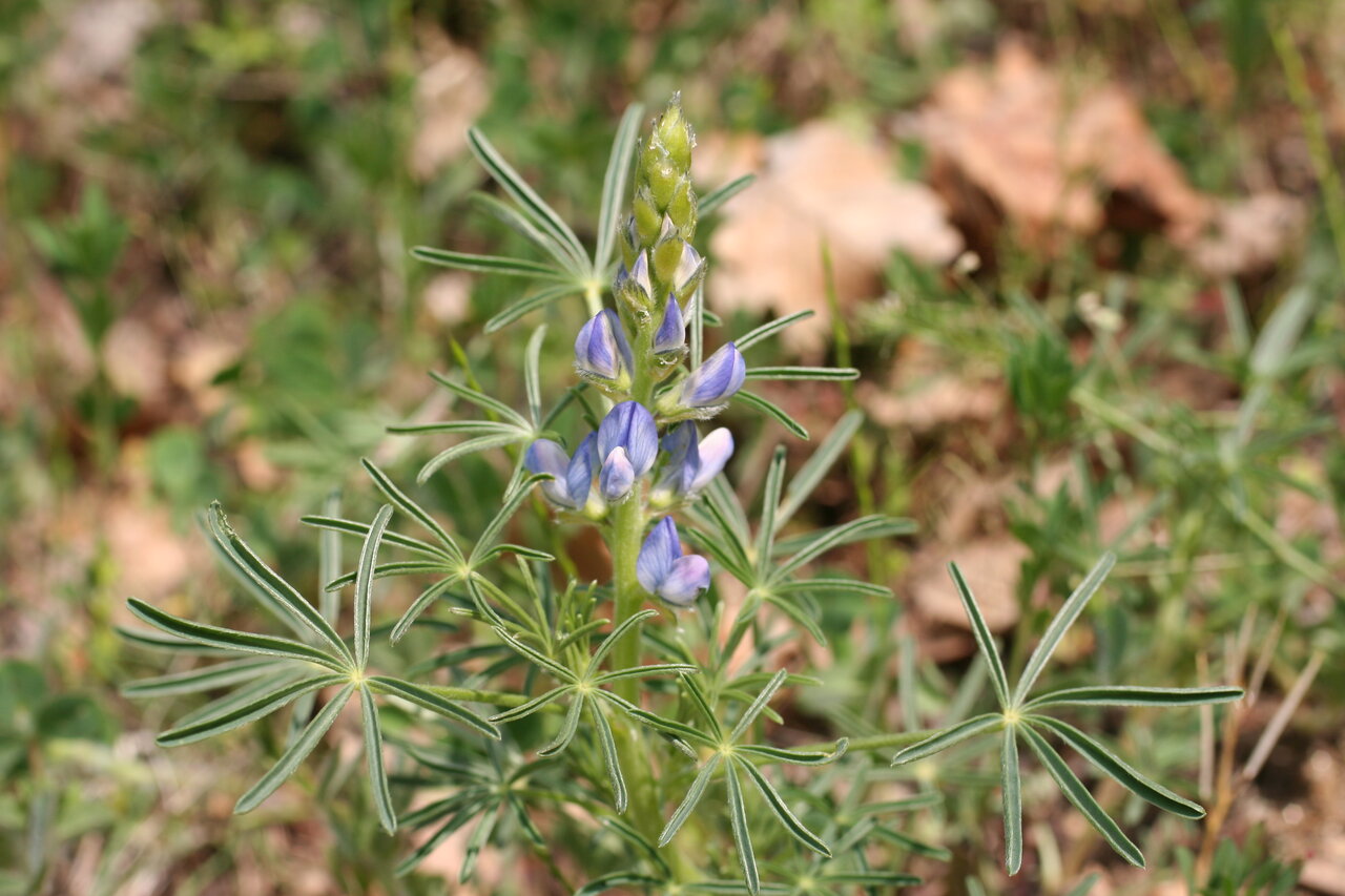 Image of Lupinus angustifolius specimen.