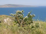 Crataegus rhipidophylla. Цветущее растение. Крым, Керченский п-ов, Ленинский р-н, окр с. Осовины, мыс Газан, степь на верхней террасе приморского склона, на краю обрыва. 28.05.2021.