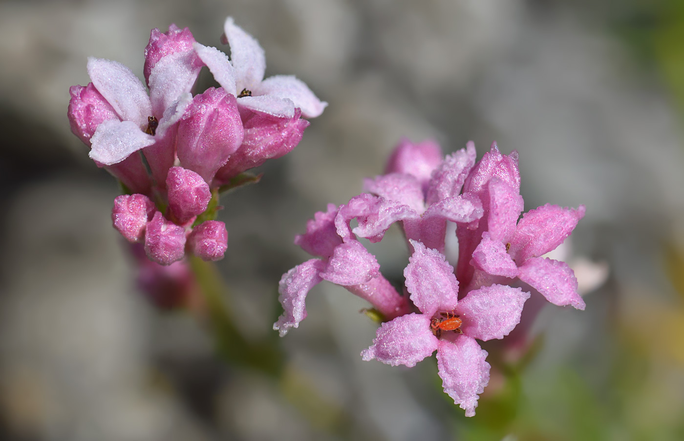 Изображение особи Asperula supina.