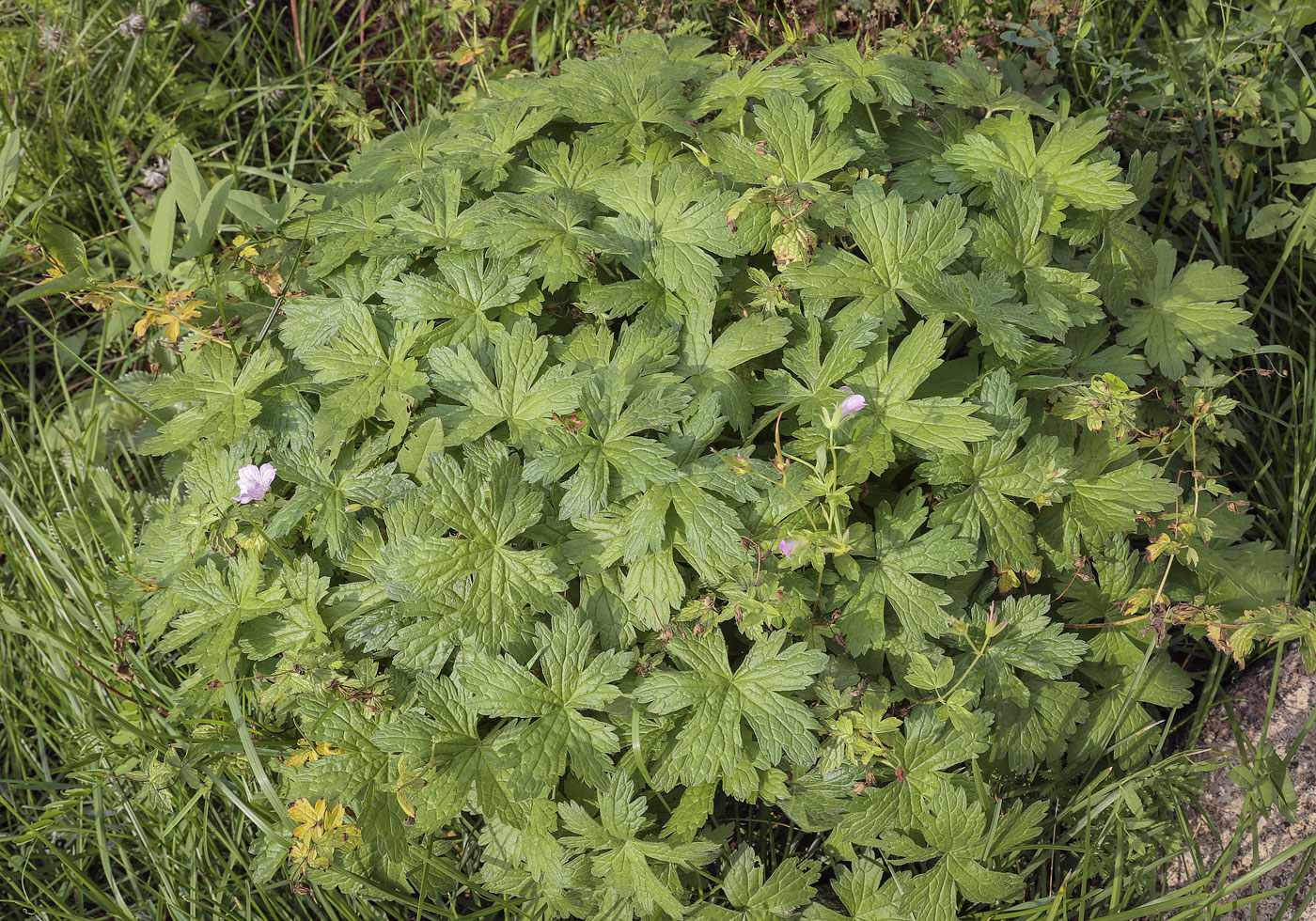 Image of Geranium gracile specimen.