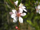 Amygdalus nana