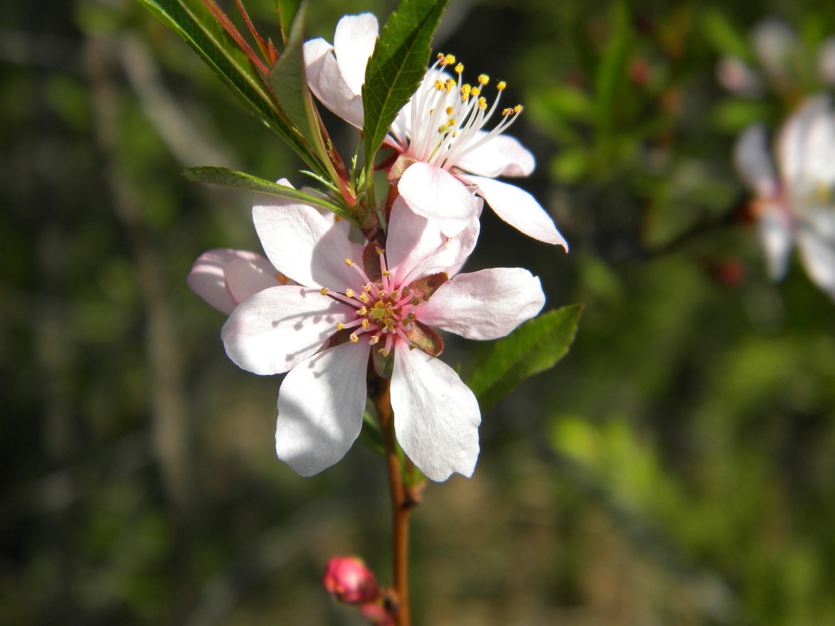 Изображение особи Amygdalus nana.