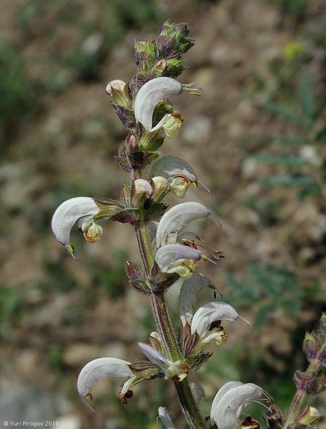 Изображение особи Salvia verbascifolia.