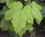 Rubus odoratus