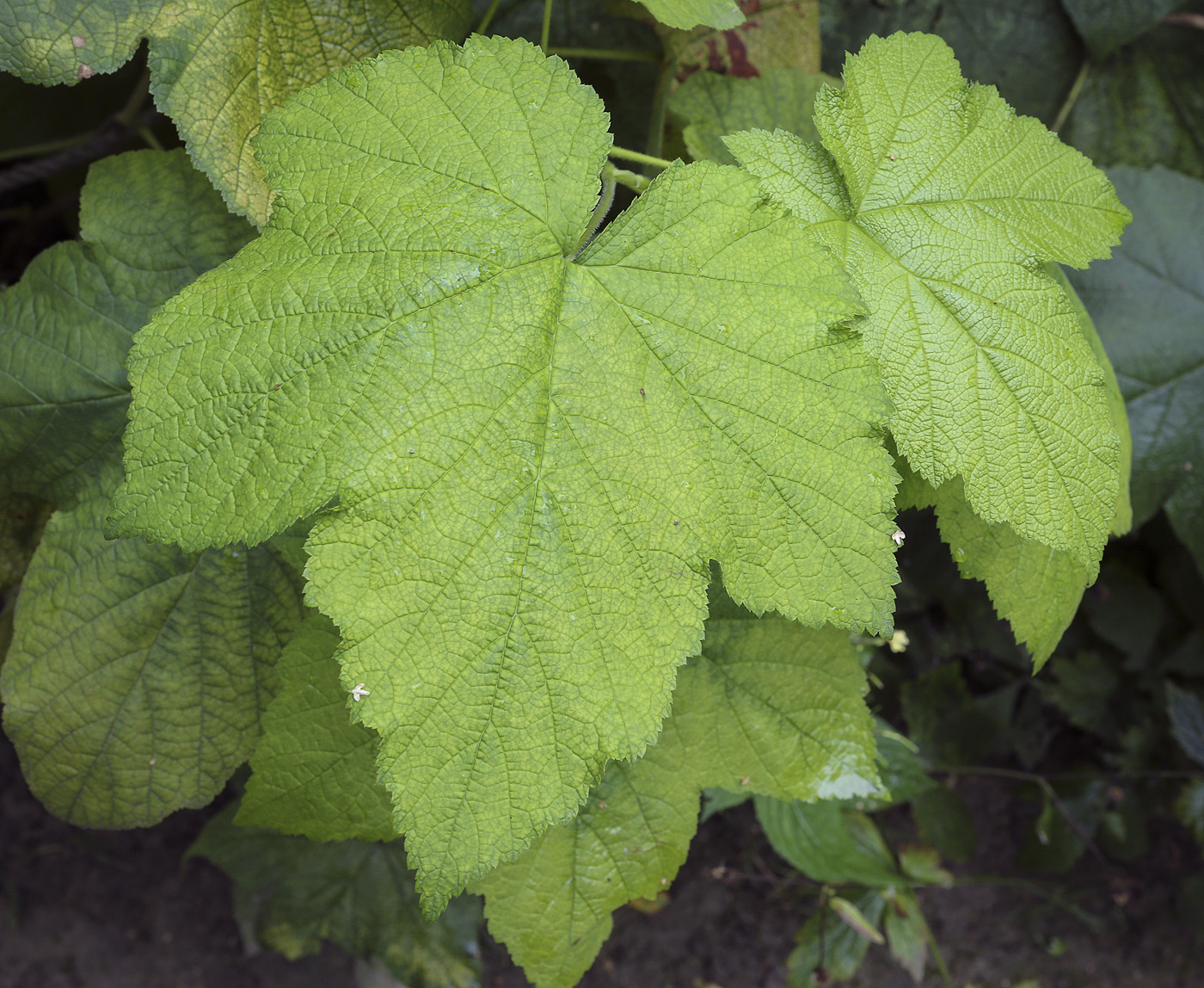 Image of Rubus odoratus specimen.