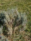 Lavandula angustifolia. Цветущее растение. Крым, Симферополь, в культуре. 28.10.2021.