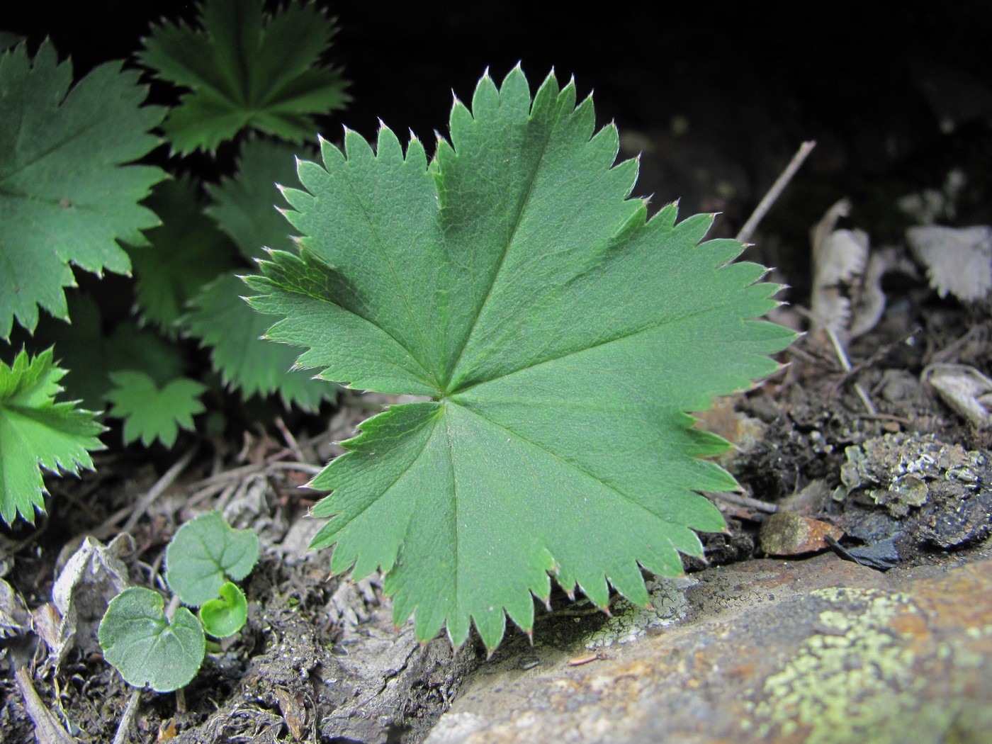 Изображение особи род Alchemilla.