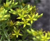 Sedum sexangulare