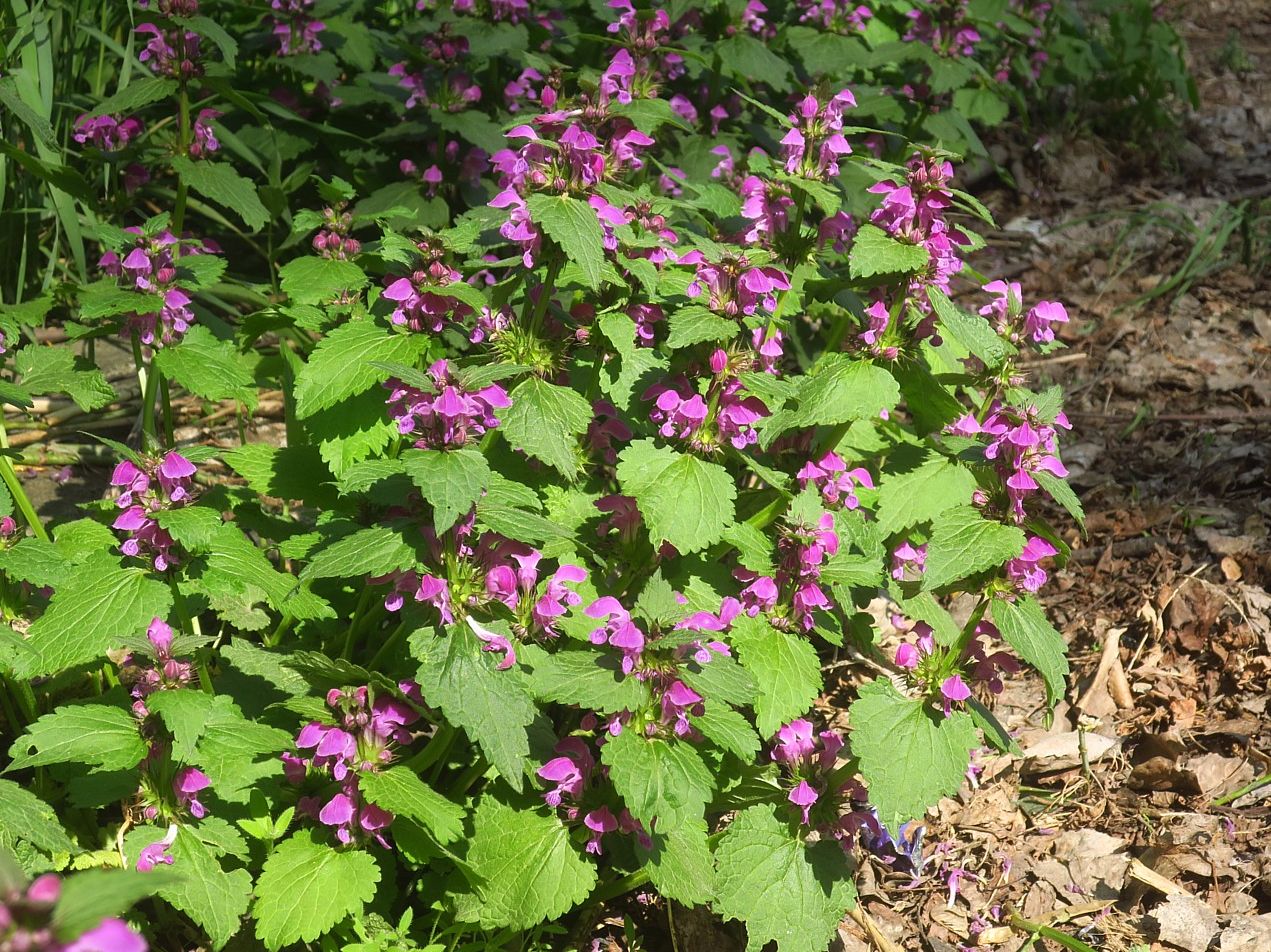 Image of Lamium maculatum specimen.