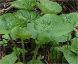 Brunnera sibirica